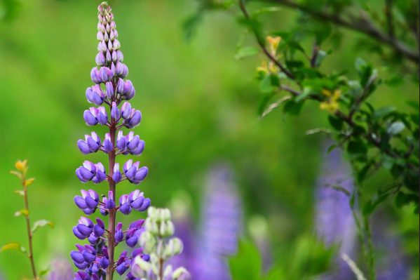 Lila Lupinenblüten vor unscharfem grünen Hintergrund.
