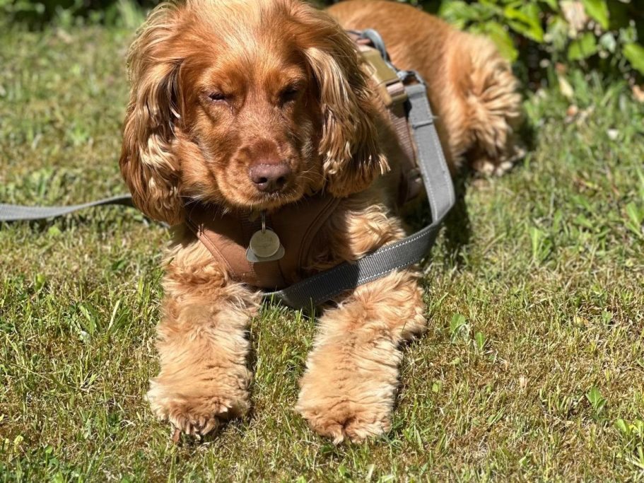 Brauner Cocker Spaniel liegt auf grünem Gras